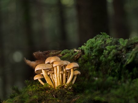 Ways You Can Improve Your Mushroom Supplements